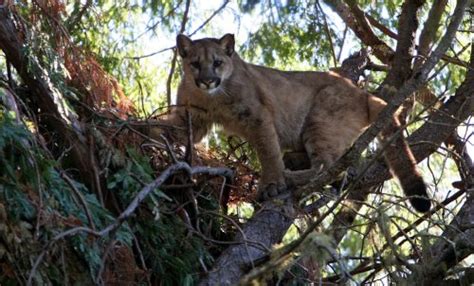 Opinion: “The Hot Tub Mountain Lion” was curious and confused not sinister and stalking