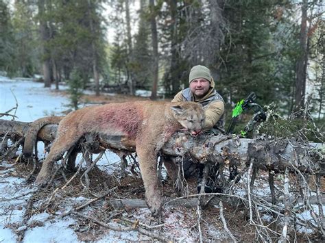 Opinion: Activists don’t understand the science of mountain lion hunting and management