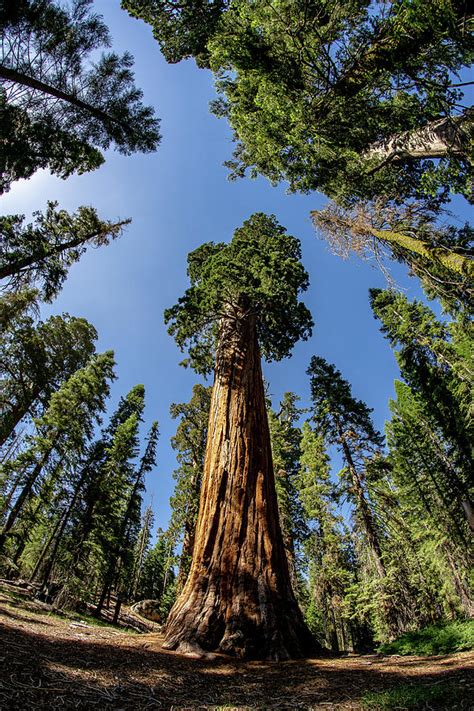 Opinion: Any logging of giant sequoia trees must pass environmental protections