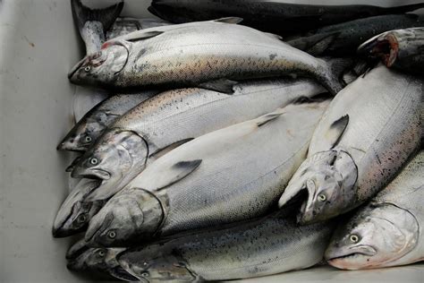 Opinion: California’s salmon season shutdown was avoidable