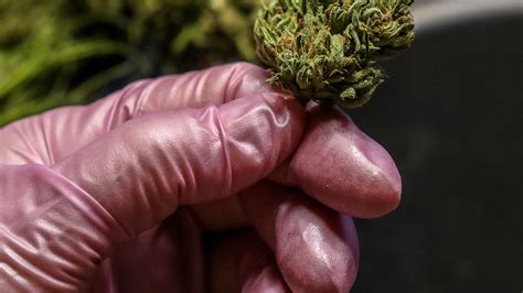 Opinion: California rollback of marijuana rules won’t help growers