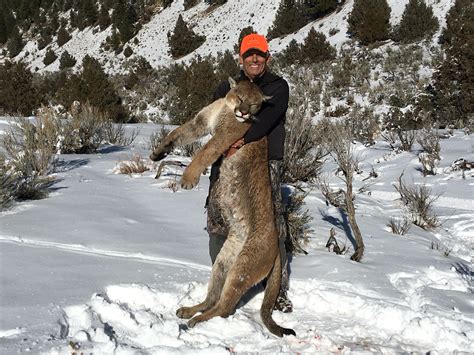 Opinion: Colorado’s mountain lion hunting helps maintain a delicate balance