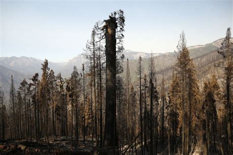 Opinion: Do we have it all wrong about giant sequoias and wildfires?