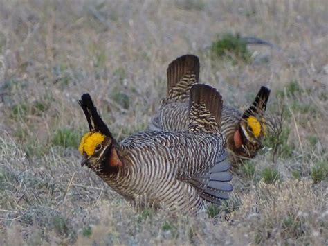 Opinion: Rooting for the lesser prairie chicken over the greater oil and gas industry
