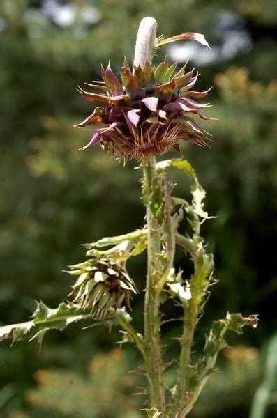 Opinion: Some might say it’s futile, but pulling invasive thistles sows hope