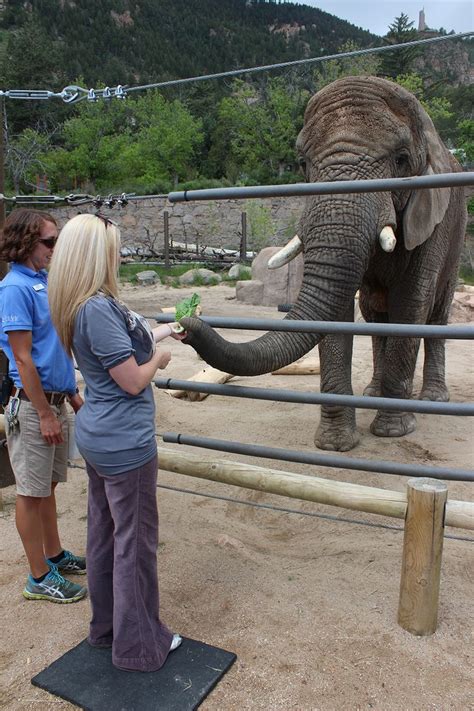 Opinion: The elephants at Cheyenne Mountain Zoo deserve more than an acre