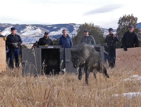 Opinion: The surprise release of wolves near my ranching town has eroded rancher’s trust