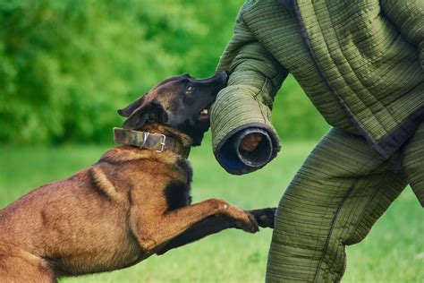 Opinion: There’s no place in police work for dogs trained to bite