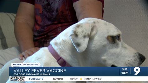 Opinion: This valley fever vaccine could save dogs, eventually humans