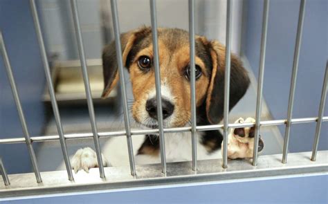 Opinion: We are here to care for the animals “no-kill” shelters turn away