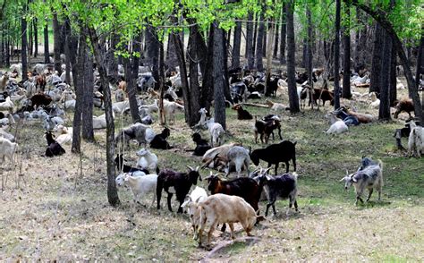 Opinion: Wildfire danger? Bring in the goats!