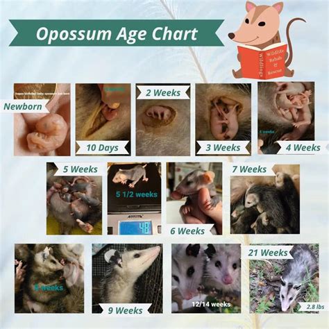 Opossum Size Chart By Age