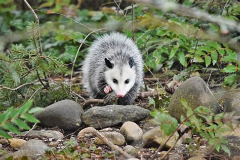 Opossum removal. Opossums are notorious for carrying parasites that can spread many different diseases and viruses. While not as destructive or invasive as other species, they can still make a huge mess in your attic or yard. Contact Summit Wildlife Removal today for the best opossum trapping and removal in Williamsburg, Virginia. 