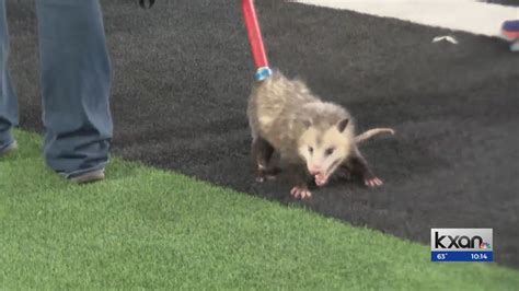 Opossum runs across field during TTU vs. TCU game