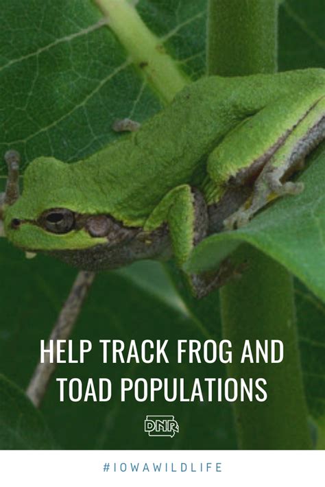 Opportunity to help DNR track frog and toad populations