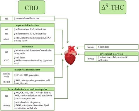 Opposite Effects of Δ-9-Tetrahydrocannabinol and Cannabidiol