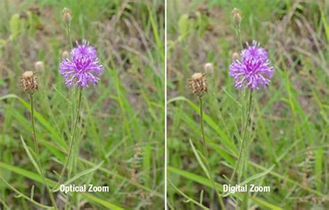 Optical Zoom vs Digital Zoom: What