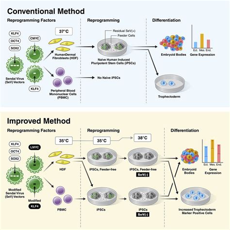 Optimal human iPS cell culture method for efficient