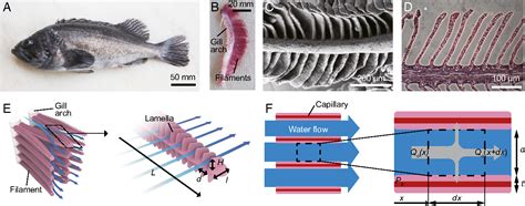 Optimal lamellar arrangement in fish gills - PubMed