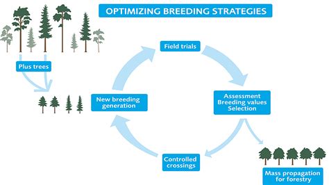 Optimering av skogsplantering f&ouml;r maximal koldioxids&auml;nka: En