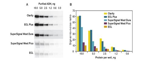 Optimization of western blotting for the detection of proteins …