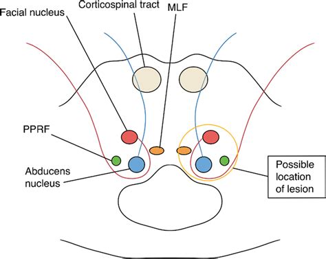 Oral Pontine Reticular Nucleus - an overview - ScienceDirect