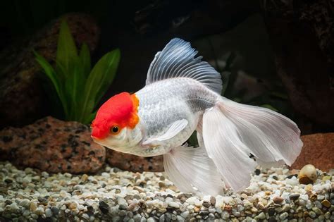 Oranda Goldfish – 3 Types, Care, Lifespan & Tank Mates