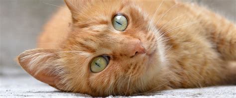 Orange Cat Breeds TrustedHousesitters.com