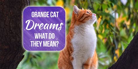 Orange Cat Dream Meaning Explained (2024)