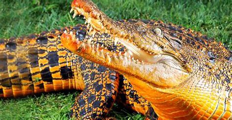 Orange Cave Crocodiles May Be Evolving Into a New Species