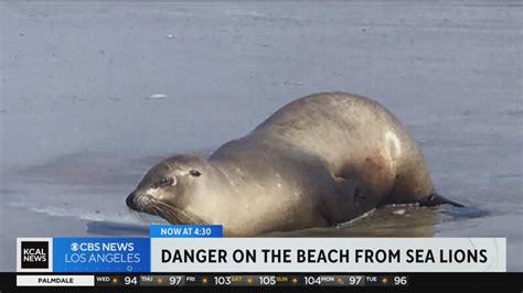 Orange County official warns beachgoers about aggressive sea animals