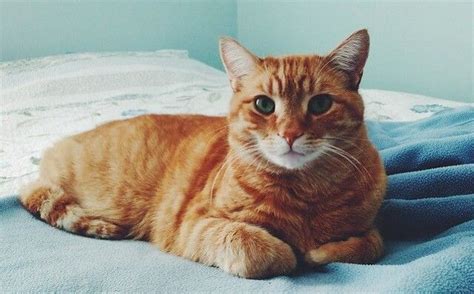 Orange Male Cat Names – 230 Great Ideas for Naming …