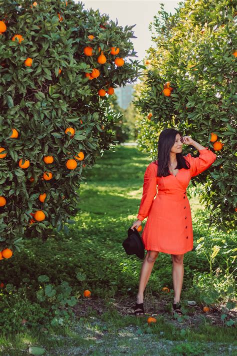 Orange Orchards in Northern California - Preksha Raj