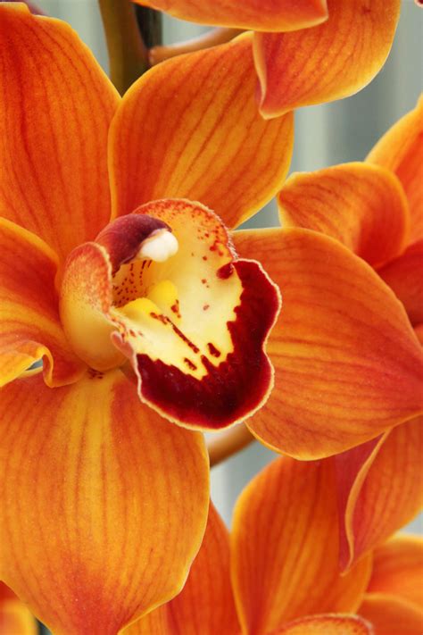 Orange Orchid Cartoon Pictures, Images and Stock Photos