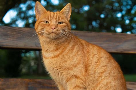 Orange Tabby Cat Photos and Premium High Res Pictures - Getty Images