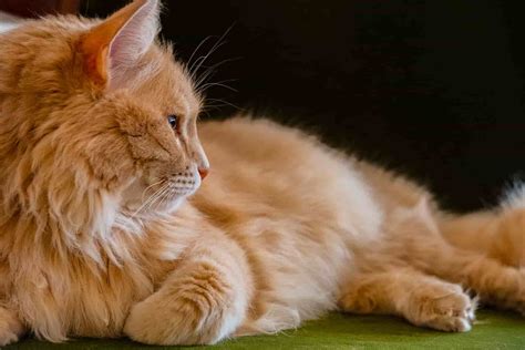 Orange Tabby Cat Price