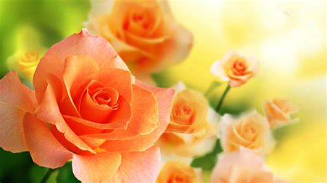 Orange and rose. Things To Know About Orange and rose. 