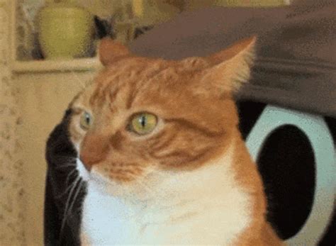 Orange cat gif. Things To Know About Orange cat gif. 