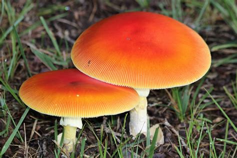 Orange mushroom. Marasmius siccus, or orange pinwheel, is a small orange mushroom in the Marasmius genus, with a "beach umbrella"-shaped cap. The tough shiny bare stem is ... 