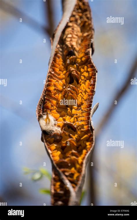 Orange seed pod hi-res stock photography and images - Alamy