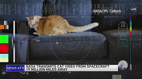 Orange tabby cat named Taters steals the show in first video sent by laser from deep space