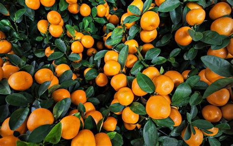 Orange tree background check. If you need to go through a background check for a job or volunteer position then you’ll need to have your fingerprints taken. The process is simple and the company requesting the ... 