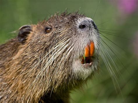 Orange-toothed invasive rodents found in California