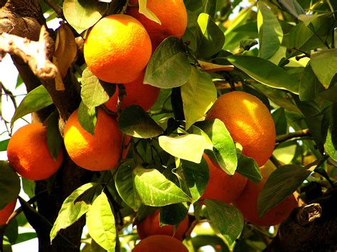 Orangers. During the Vietnam War, U.S. military forces sprayed tons of Agent Orange over the jungles of Vietnam. At the time of its use, no one knew just how toxic the chemical was, or how i... 