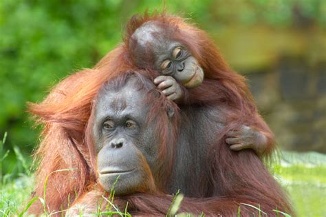 Orangutan Letter Writing Campaign - National Geographic …