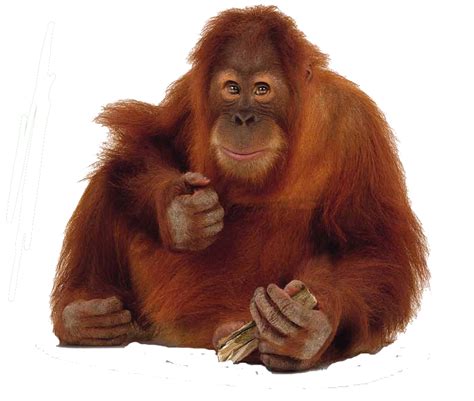 Orangutan PNG Images With Transparent Background Free …