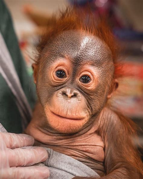 Orangutan baby. The zoo in New Orleans is asking fans of endangered orangutans to help name the baby Sumatran orangutan born on Christmas Eve 2021. The infant has been getting round-the-clock care at the Audubon Zoo since a few days after his birth because Menari, a first-time mother, wasn’t producing enough milk. The great apes with long red … 