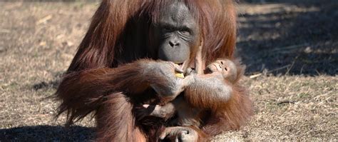 Orangutan learns how to nurse from breastfeeding zookeeper at Virginia Zoo