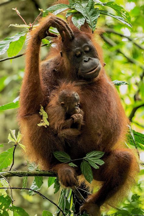 Orangutan research yields conservation dividends – Harvard …