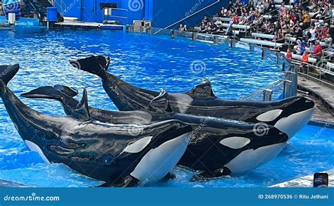 Orca Encounter: Killer Whale Presentation SeaWorld …